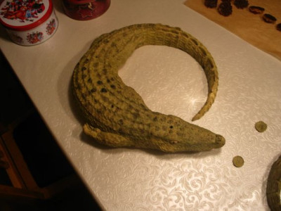 krokodil2.jpg