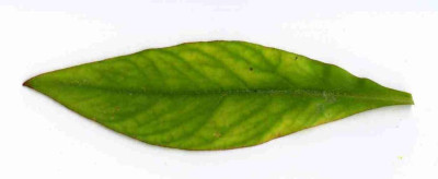 Lys_cleth_Verfaerbung002.jpg