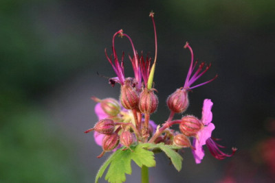 Geranium-Mai-5.jpg