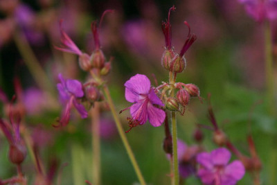 Geranium-Mai-6.jpg