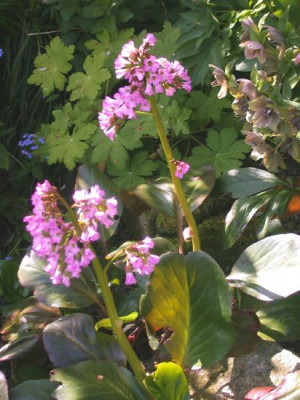 Bergenia_Oeschberg2002.jpg