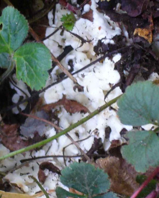 pilz3.jpg
