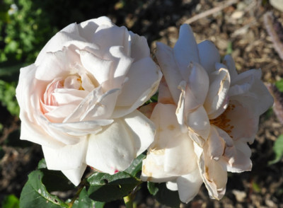 Meggie_0011__11895_95.jpg