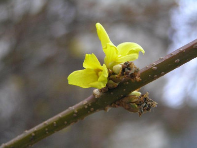 forsythie271111kl.jpg
