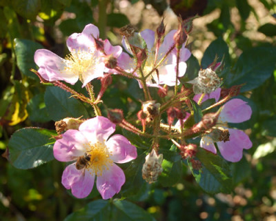 Rosa_multiflora_adenochaeta_0011__89056_89.jpg