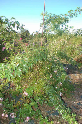 Rosa_multiflora_adenochaeta_0011__89057_73.jpg