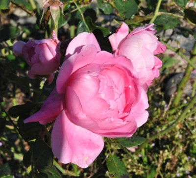 Rosenmadel_0011__11940_89.jpg