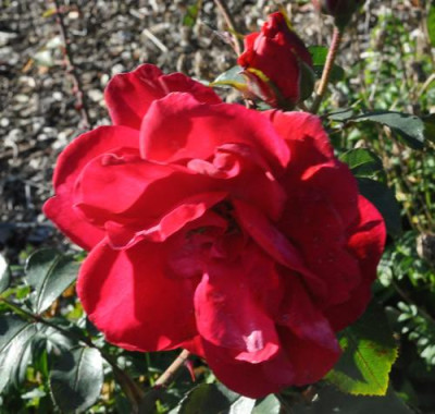 Rote_Woge_0011__11943.jpg