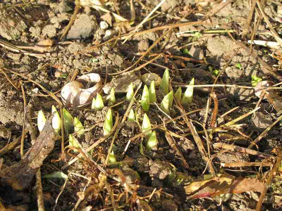 Iris_George_Nov._11_ue.jpg