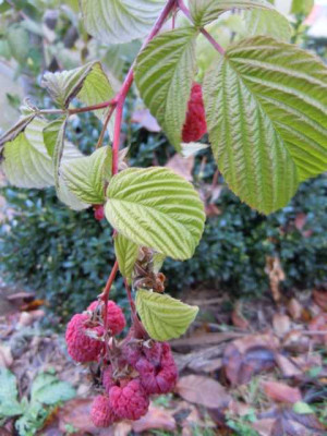FA_26.11.11_036.JPG