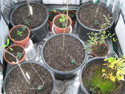 Malus_sieversii_2011-11_f.jpg