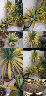 Agave_Yucca.jpg