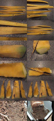Agave_Yucca2.jpg