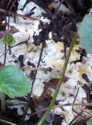 pilz5.jpg