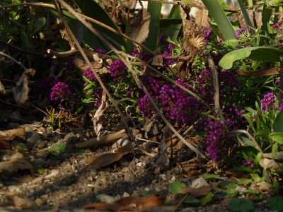 Alyssum_Oriental_night.jpg