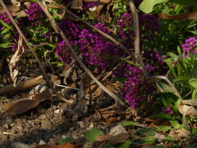 Alyssum_Oriental_night_2.jpg