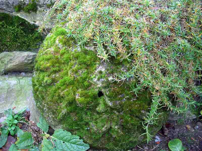 Hypertufa_Lowe_11.2011.jpg