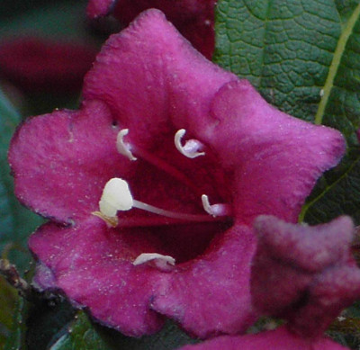 Bristol_Ruby_Bluete-1.jpg