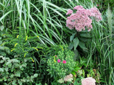 Eupatorium_Gartenpur.jpg