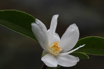 C._tenuiflora_19.11.2011_Large.JPG