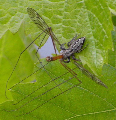 Spinne_Schnake-1.jpg