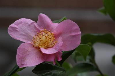 Winters_Star_03.12.2011.JPG