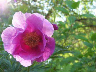 Paeonia_veitchii_erste_Blute_05.jpg