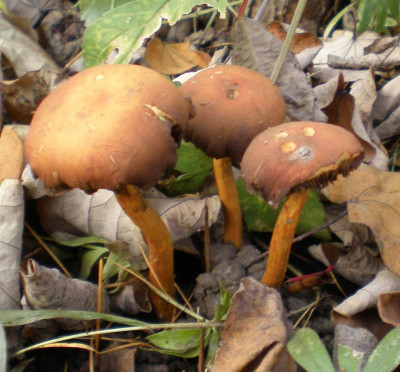 GP_welcher_Pilz.jpg