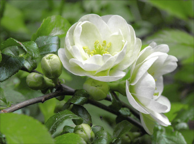 Chaenomeles_speciosa_Yukigoten_b.jpg