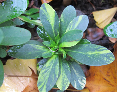 Euphorbia_robbiae_pan.jpg