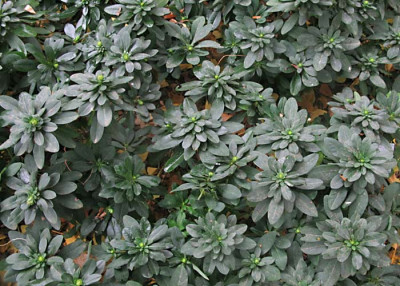 Euphorbia_robbiae_flaeche.jpg