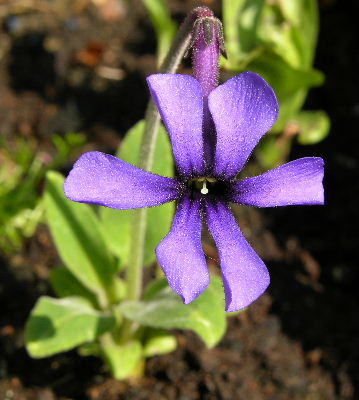 Omphalogramma_vinceiflora.JPG