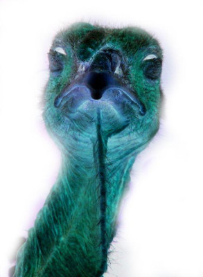 emil_jurassic.jpg