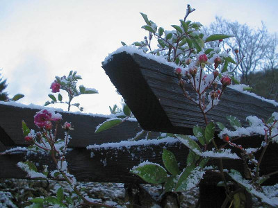 Taunusblumchen_im_Schnee.jpg