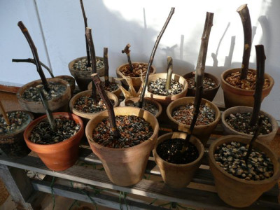 tg_111205.jpg