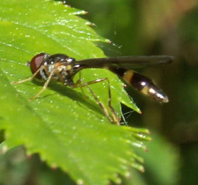 Baccha_elongata_-_Gemeine_Schattenschwebfliege.jpg