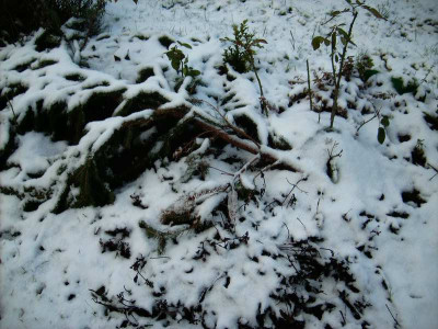 Rosen_Nikolaus_2011.jpg
