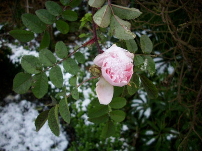 schneestanwell_1.jpg