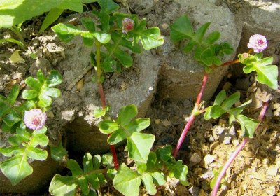 persicaria-capitata-unsiche.jpg