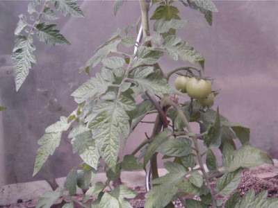 MLNA0022b.jpg