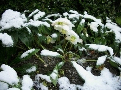 niger_im_schnee.jpg