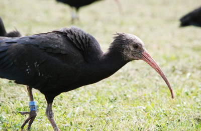 waldrapp_2007.jpg