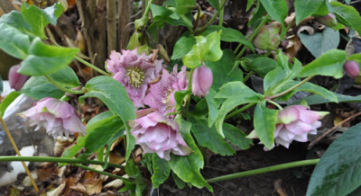 Helleborus__2677.jpg