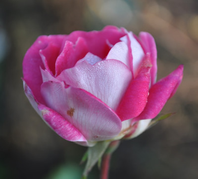 Winifred_Cultre_0011__2589.jpg