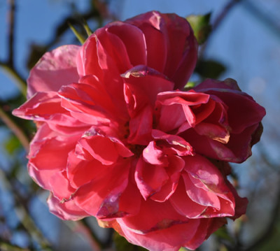 Rosarium_Uetersen_0011__2625.jpg