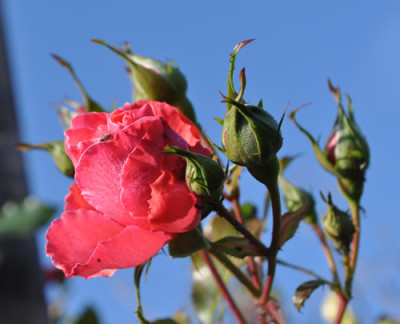 Rosarium_Uetersen2__0011__2627.jpg