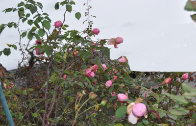 Irene_Bonnet_0011__2764.jpg