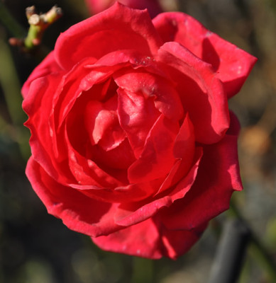 Blaze_Superior_0011__2649.jpg
