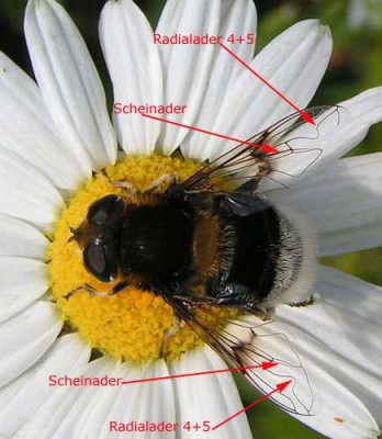 Eristalis_intricaria_-_Hummel-Keilfleckschwebfliege.jpg