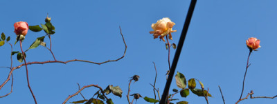 Gruss_an_Coburg_0011__2634.jpg